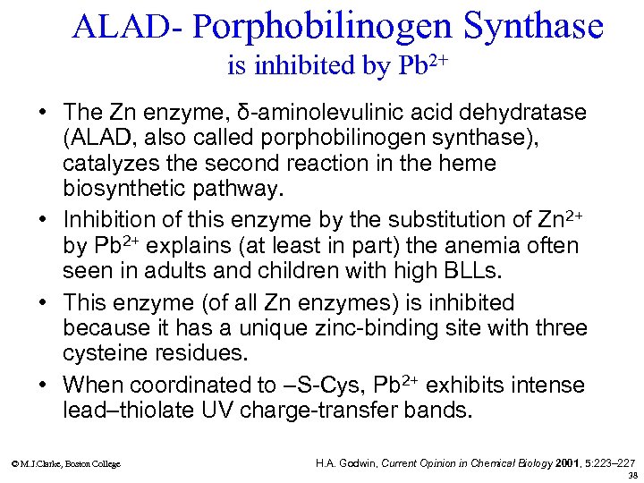 ALAD- Porphobilinogen Synthase is inhibited by Pb 2+ • The Zn enzyme, δ-aminolevulinic acid