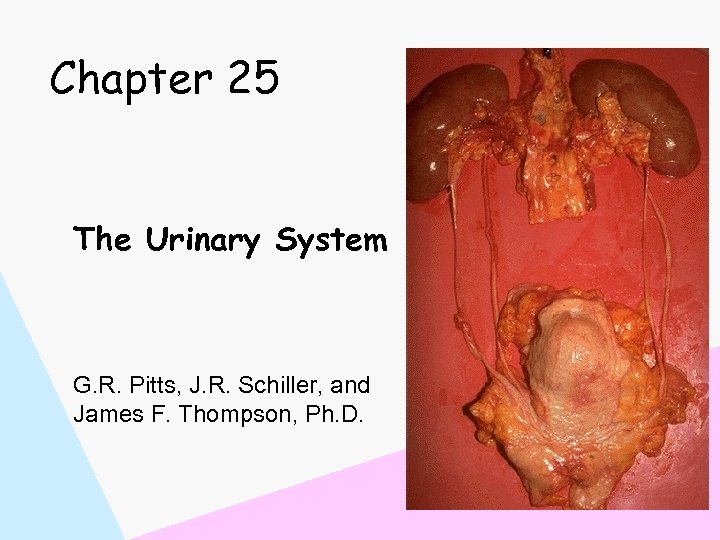 Chapter 25 The Urinary System G. R. Pitts, J. R. Schiller, and James F.