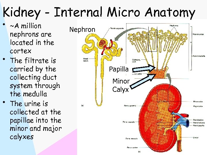 Kidney - Internal Micro Anatomy • • • ~A million nephrons are located in