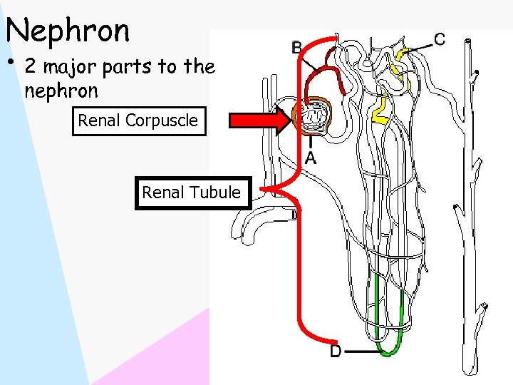 Nephron • 2 major parts to the nephron Renal Corpuscle Renal Tubule 
