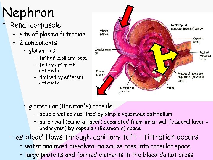 Nephron • Renal corpuscle – site of plasma filtration – 2 components • glomerulus