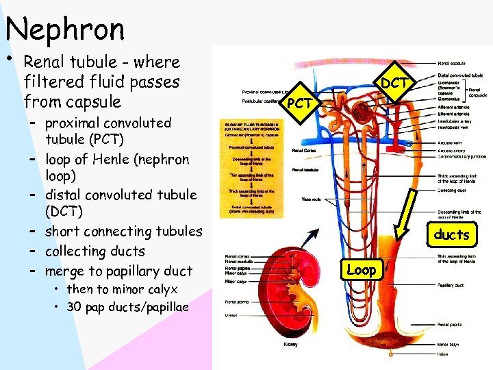 Nephron • Renal tubule - where filtered fluid passes from capsule – proximal convoluted