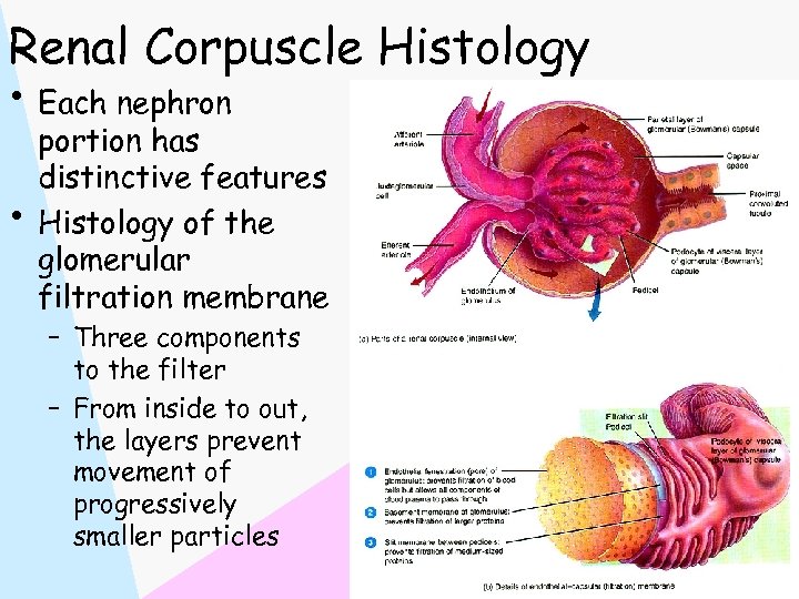 Renal Corpuscle Histology • Each nephron • portion has distinctive features Histology of the