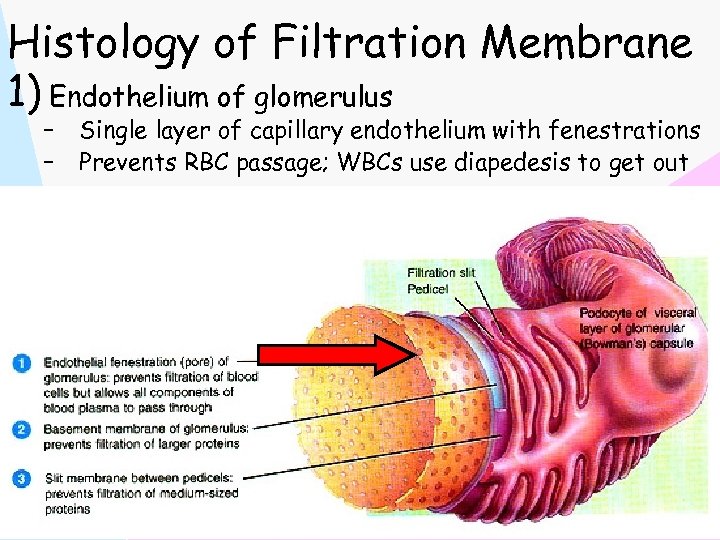 Histology of Filtration Membrane 1) Endothelium of glomerulus – – Single layer of capillary