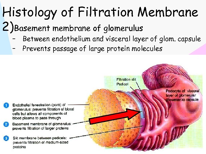 Histology of Filtration Membrane 2)Basement membrane of glomerulus – – Between endothelium and visceral