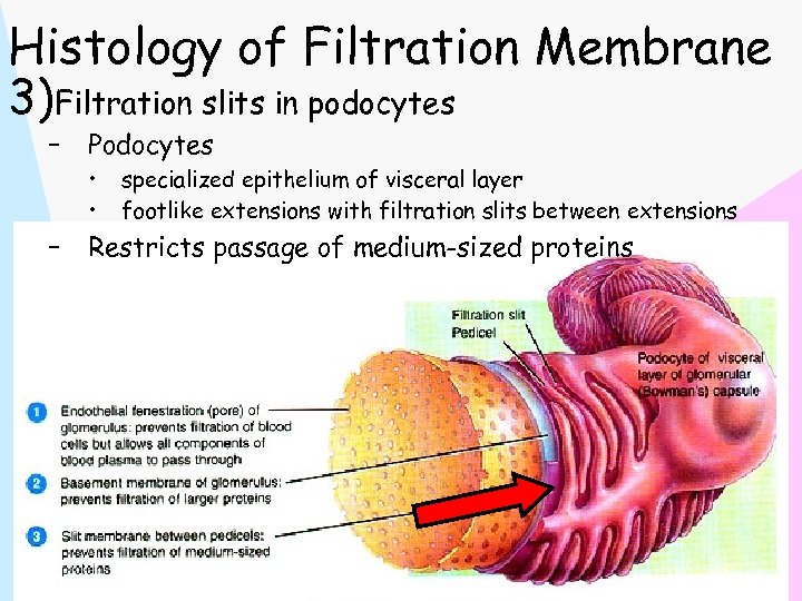Histology of Filtration Membrane 3)Filtration slits in podocytes – Podocytes • • – specialized