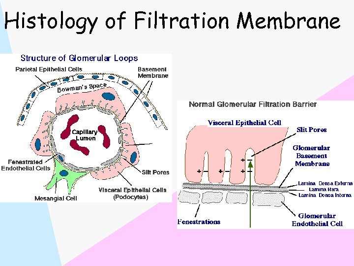Histology of Filtration Membrane 