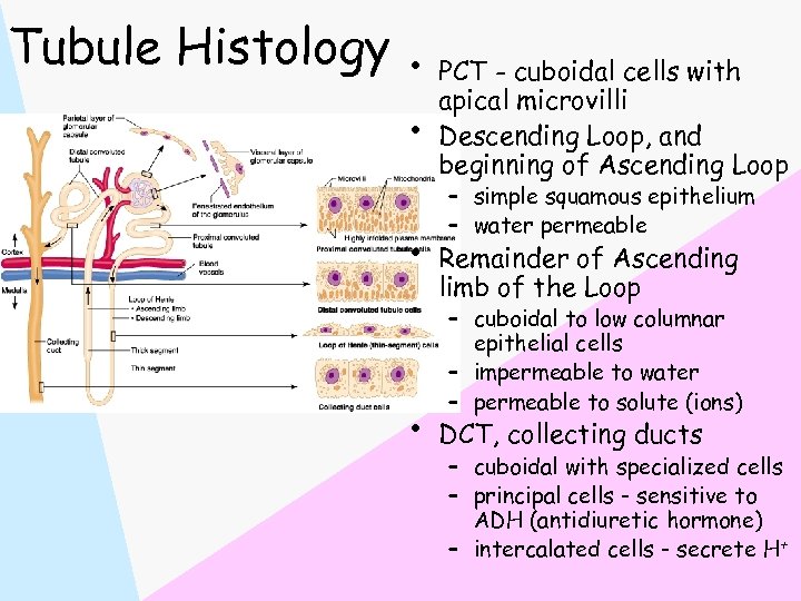 Tubule Histology • PCT - cuboidal cells with • • • apical microvilli Descending