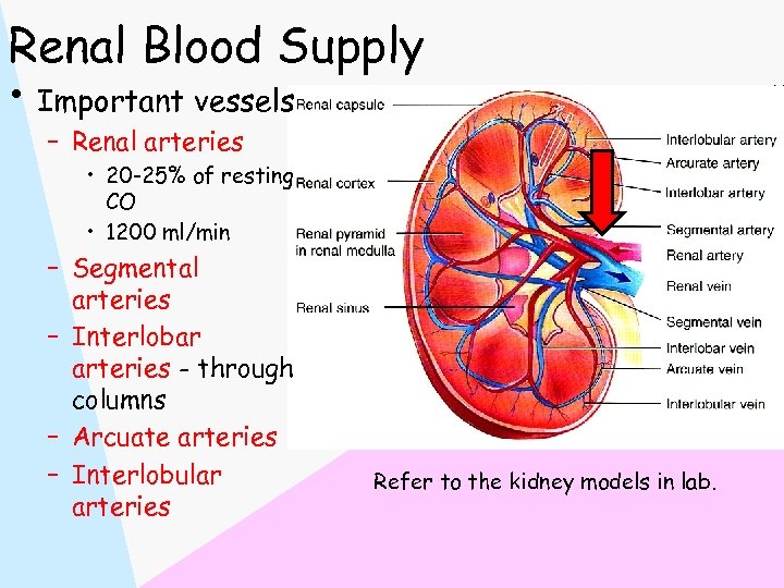 Renal Blood Supply • Important vessels – Renal arteries • 20 -25% of resting