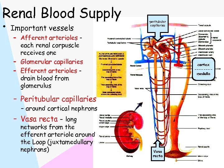 Renal Blood Supply • Important vessels peritubular capillaries – Afferent arterioles each renal corpuscle