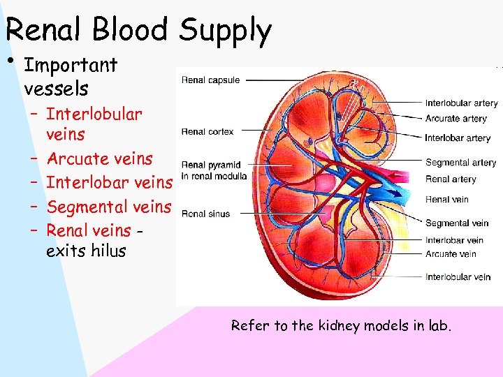 Renal Blood Supply • Important vessels – Interlobular veins – Arcuate veins – Interlobar
