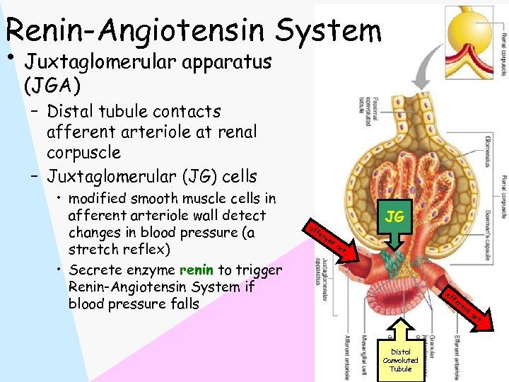 Renin-Angiotensin System • Juxtaglomerular apparatus (JGA) – Distal tubule contacts afferent arteriole at renal