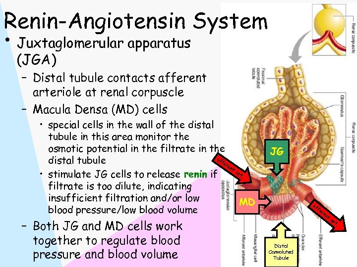 Renin-Angiotensin System • Juxtaglomerular apparatus (JGA) – Distal tubule contacts afferent arteriole at renal