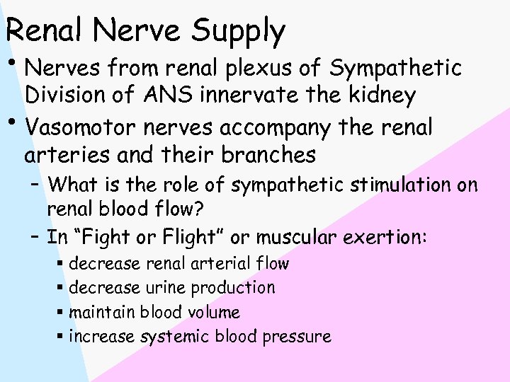 Renal Nerve Supply • Nerves from renal plexus of Sympathetic Division of ANS innervate