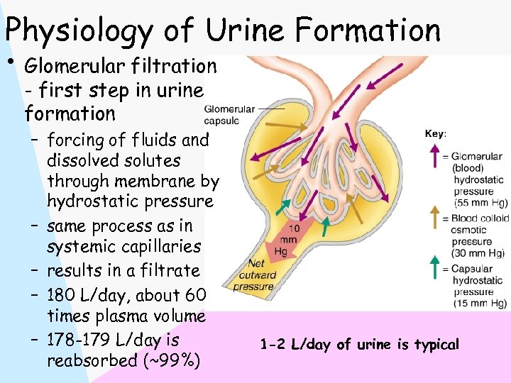 Physiology of Urine Formation • Glomerular filtration - first step in urine formation –