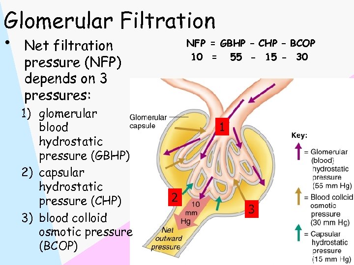 Glomerular Filtration NFP = GBHP – CHP – BCOP • Net filtration 10 =