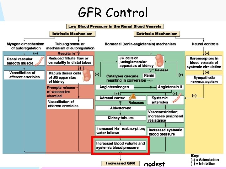 GFR Control modest 