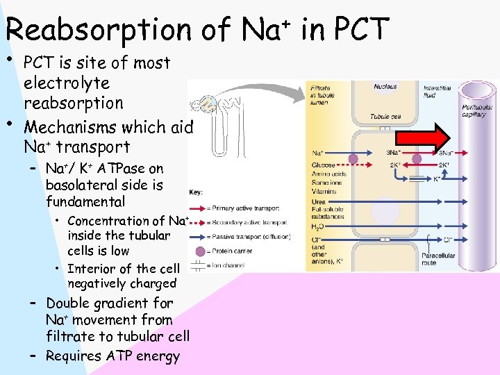 Reabsorption of Na+ in PCT • • PCT is site of most electrolyte reabsorption