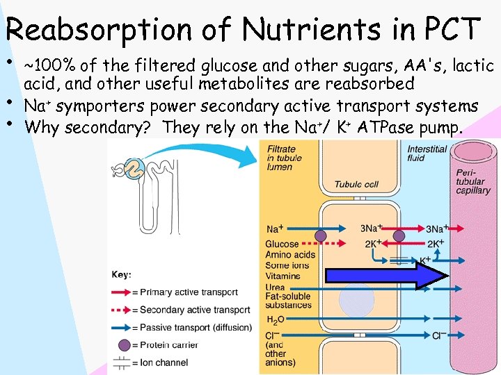 Reabsorption of Nutrients in PCT • • • ~100% of the filtered glucose and