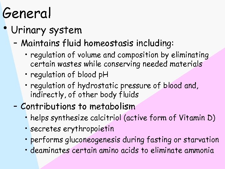 General • Urinary system – Maintains fluid homeostasis including: • regulation of volume and