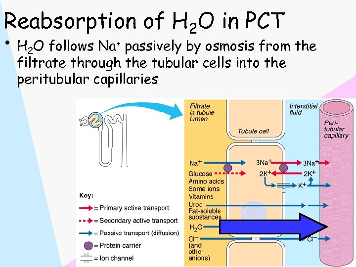 Reabsorption of H 2 O in PCT • H 2 O follows Na+ passively