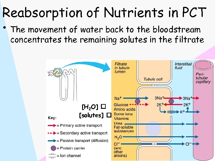 Reabsorption of Nutrients in PCT • The movement of water back to the bloodstream