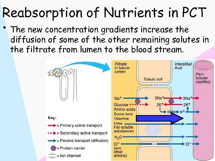 Reabsorption of Nutrients in PCT • The new concentration gradients increase the diffusion of