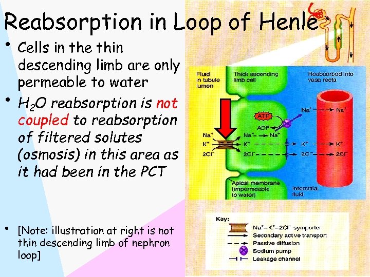 Reabsorption in Loop of Henle • Cells in the thin • • descending limb