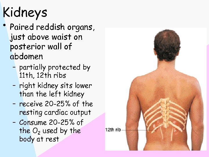 Kidneys • Paired reddish organs, just above waist on posterior wall of abdomen –