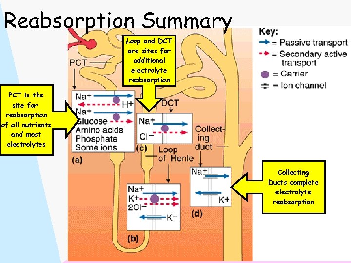 Reabsorption Summary Loop and DCT are sites for additional electrolyte reabsorption PCT is the