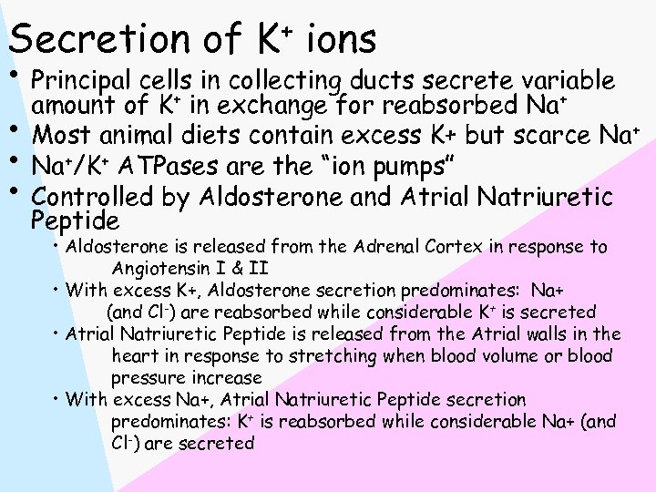 Secretion of K+ ions • Principal cells in collecting ducts secrete variable amount of