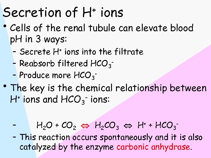 Secretion of H+ ions • Cells of the renal tubule can elevate blood p.