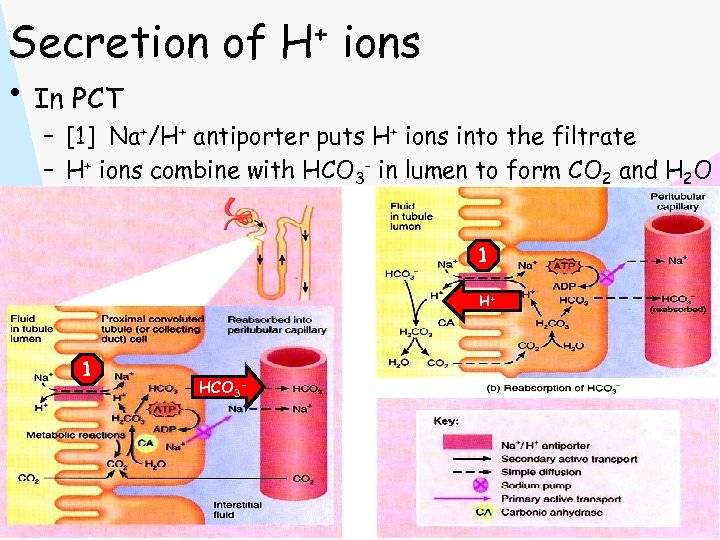 Secretion of H+ ions • In PCT – [1] Na+/H+ antiporter puts H+ ions