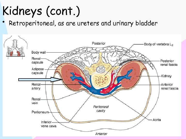 Kidneys (cont. ) • Retroperitoneal, as are ureters and urinary bladder 