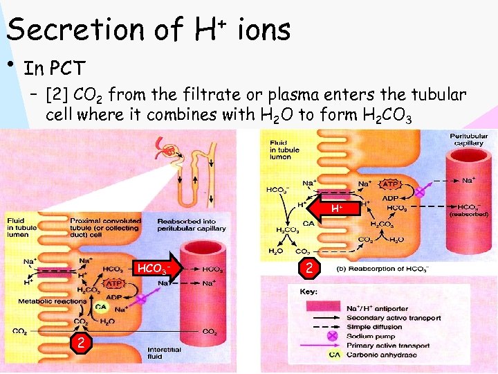 Secretion of H+ ions • In PCT – [2] CO 2 from the filtrate