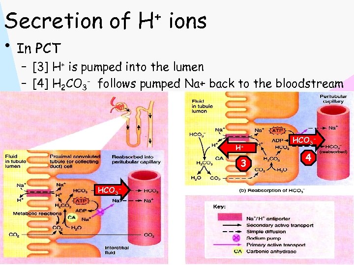 Secretion of H+ ions • In PCT – [3] H+ is pumped into the
