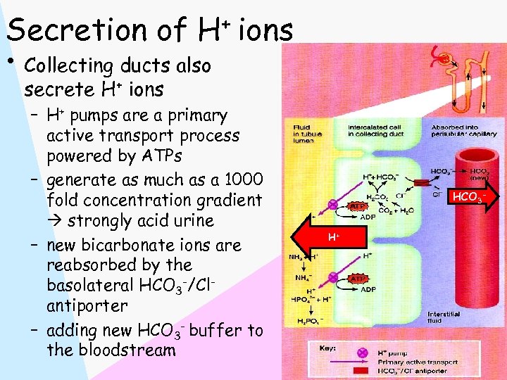Secretion of H+ ions • Collecting ducts also secrete H+ ions – H+ pumps