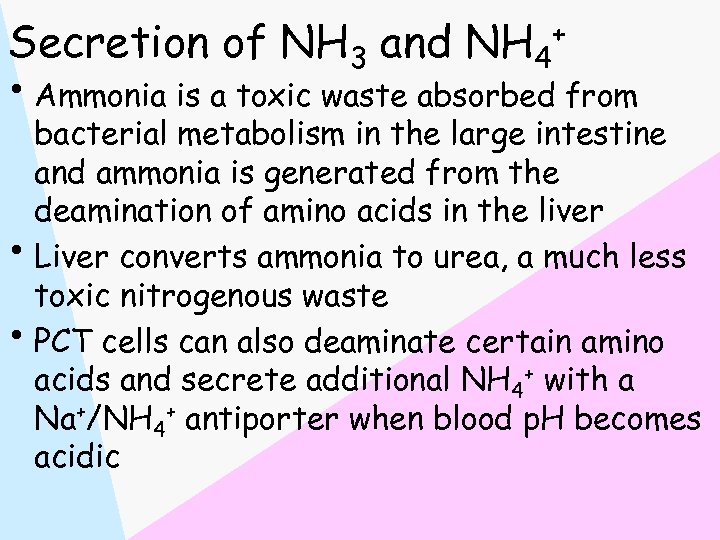 Secretion of NH 3 and NH 4+ • Ammonia is a toxic waste absorbed