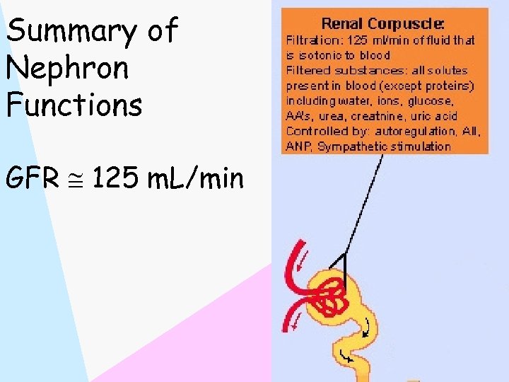 Summary of Nephron Functions GFR 125 m. L/min 