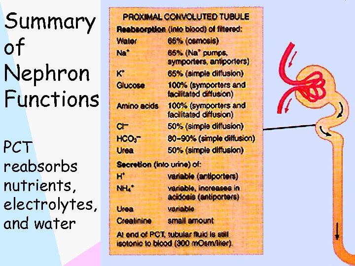 Summary of Nephron Functions PCT reabsorbs nutrients, electrolytes, and water 