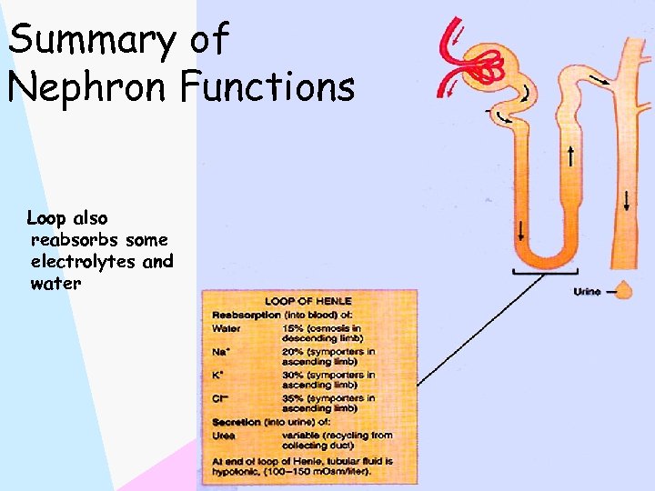 Summary of Nephron Functions Loop also reabsorbs some electrolytes and water 