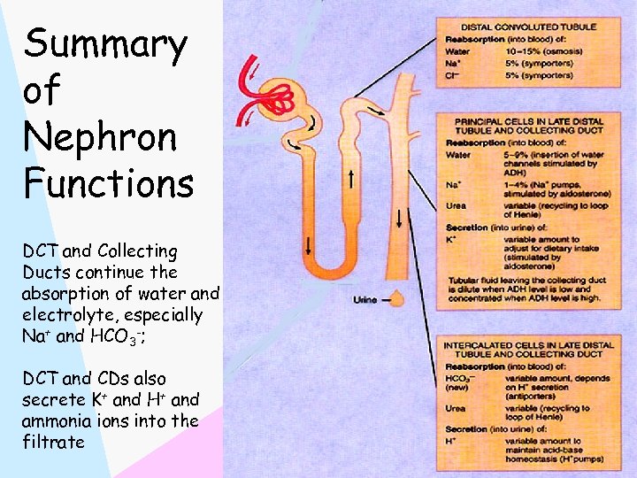 Summary of Nephron Functions DCT and Collecting Ducts continue the absorption of water and