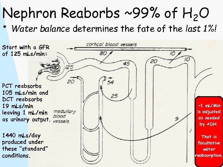 Nephron Reaborbs ~99% of H 2 O • Water balance determines the fate of