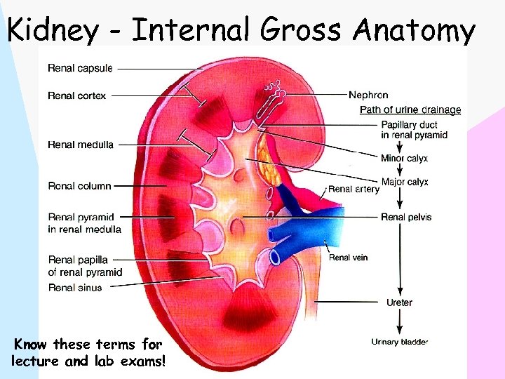 Kidney - Internal Gross Anatomy Know these terms for lecture and lab exams! 