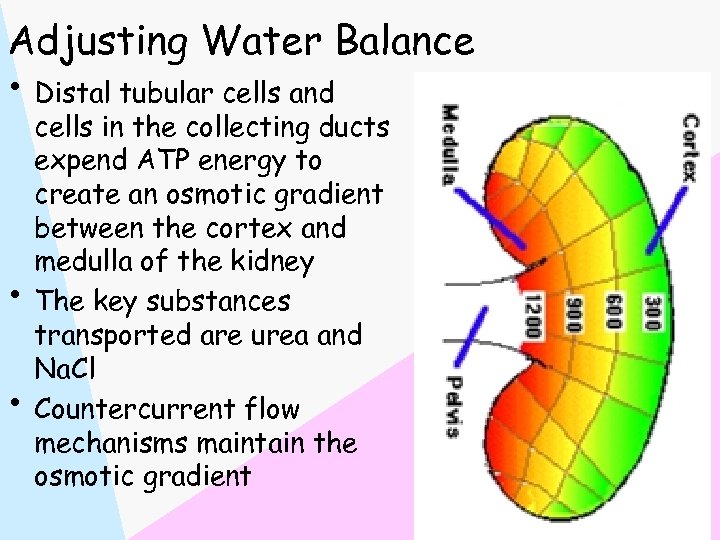 Adjusting Water Balance • Distal tubular cells and • • cells in the collecting
