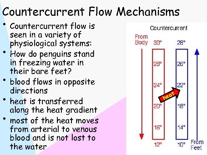 Countercurrent Flow Mechanisms • Countercurrent flow is • • seen in a variety of