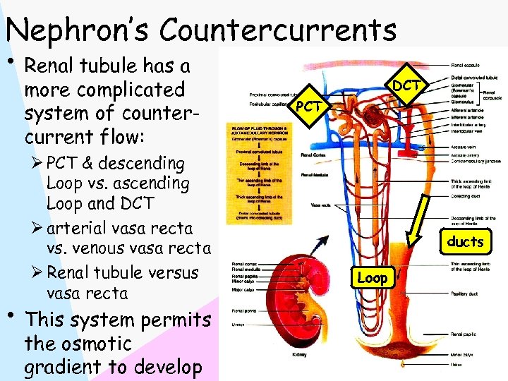Nephron’s Countercurrents • Renal tubule has a more complicated system of countercurrent flow: Ø