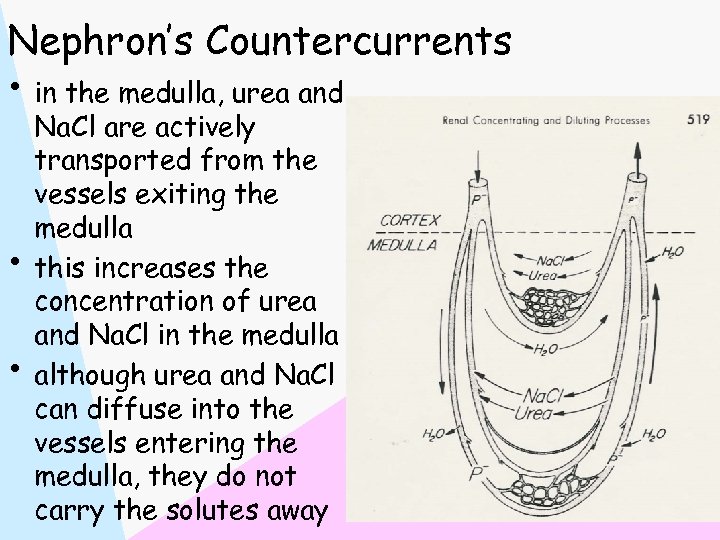Nephron’s Countercurrents • in the medulla, urea and • • Na. Cl are actively