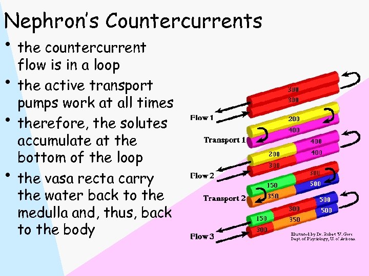 Nephron’s Countercurrents • the countercurrent • • • flow is in a loop the
