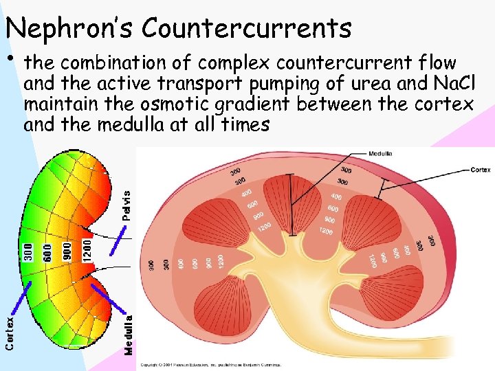 Nephron’s Countercurrents • the combination of complex countercurrent flow and the active transport pumping